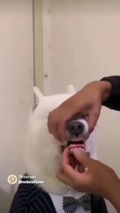 Funny animal's। Cat/dog lover  FLLOW US/like & share #viralpost  #animal #viral