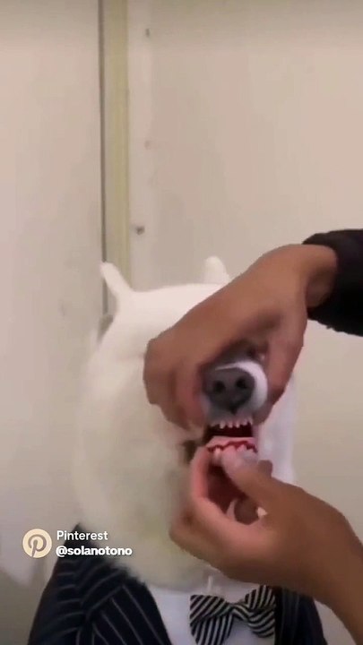 Funny animal's। Cat/dog lover  FLLOW US/like & share #viralpost  #animal #viral