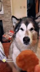 Funny animal's। Cat/dog lover  FLLOW US/like & share #viralpost  #animal #viral