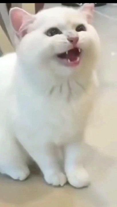 Funny Cat Cute Cat