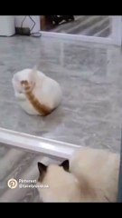 Funny animal's। Cat/dog lover  FLLOW US/like & share #viralpost  #animal #viral