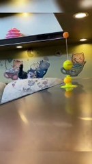 Funny animal's। Cat/dog lover  FLLOW US/like & share #viralpost  #animal #viral