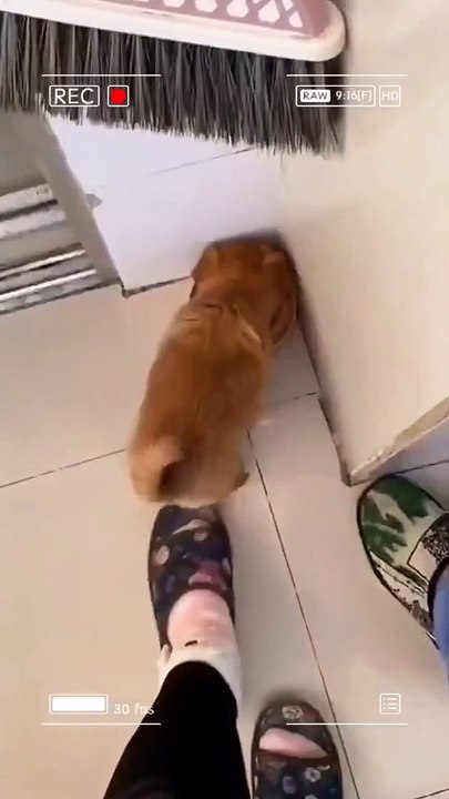 Funny animal's। Cat/dog lover  FLLOW US/like & share #viralpost  #animal #viral