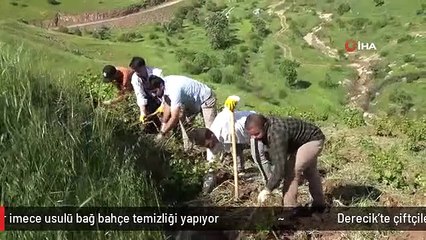Derecik'te çiftçiler imece usulü bağ bahçe temizliği yapıyor