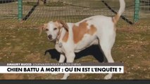 Chien battu à mort par trois jeunes : où en est l’enquête ?