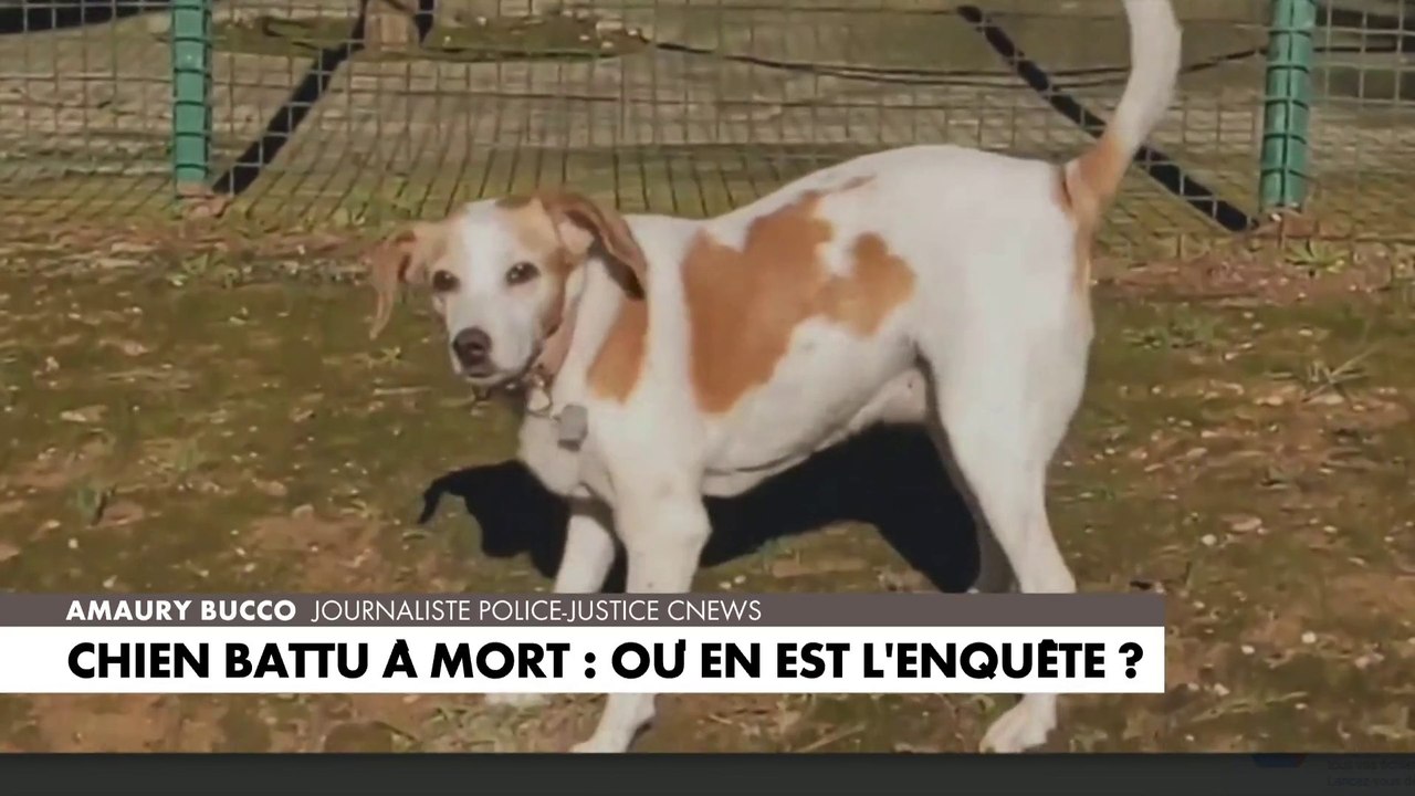 Chien battu à mort par trois jeunes : où en est l’enquête ? - Vidéo ...