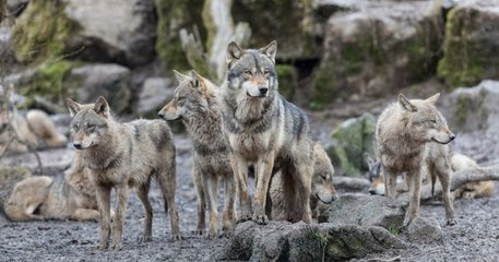 Dans le Jura, ils filment quatre loups s'attaquer à un cerf dans leur jardin