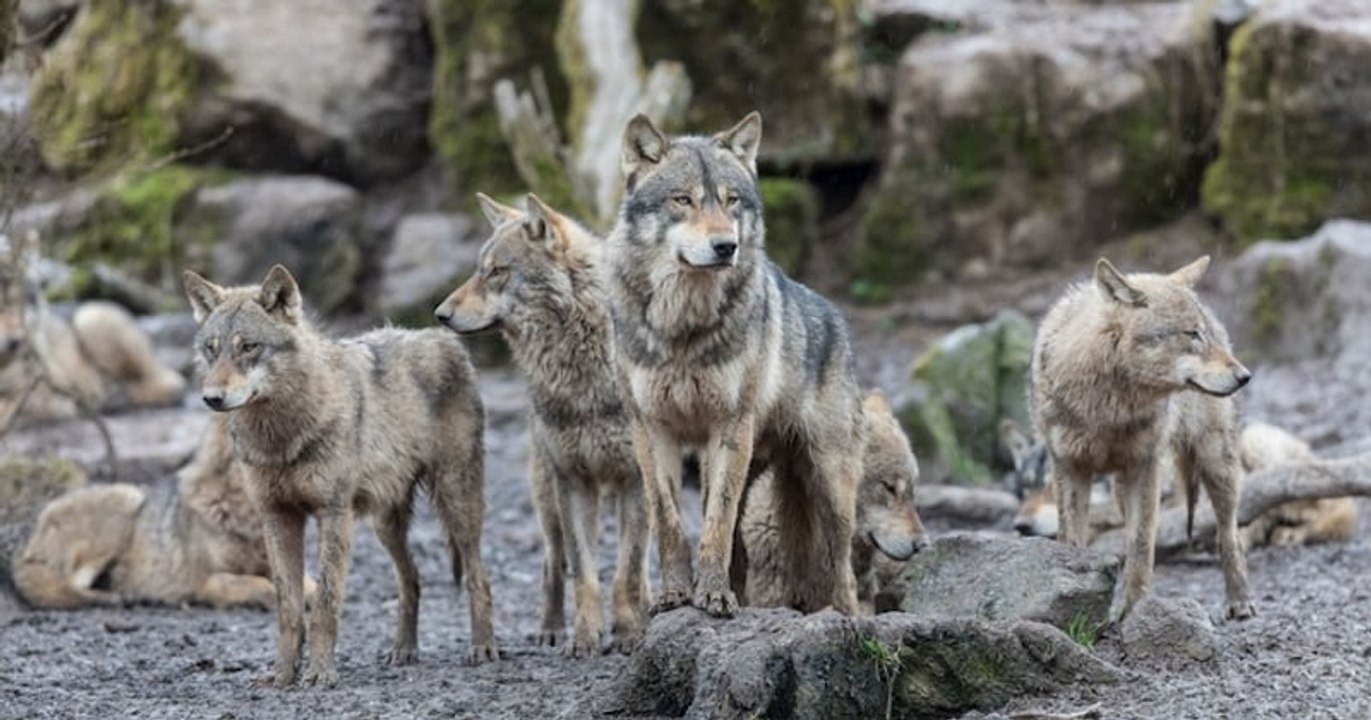 Dans le Jura, ils filment quatre loups s'attaquer à un cerf dans leur jardin