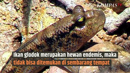 Bukan Sulap Bukan Sihir, Ada Ikan yang Jago Panjat Pohon dan Jalan di Darat|SINAU