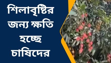 দঃ ২৪ পরগনা : শিলাবৃষ্টির জন্য ক্ষতি চাষে! সমস্যায় চাষিরা