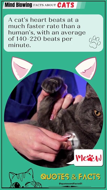 Cats Mind blowing facts - Cat Lovers Should Know This #shorts #catfacts #catshorts