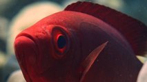 Travel photographer catches Red Bigeye beauty serving elegance underwater