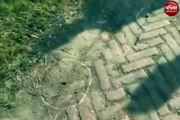 Anil Dujana Encounter Video: पहली वीडियो आई सामने जहां गैंगस्टर अनिल दुजाना का हुआ एनकाउंटर