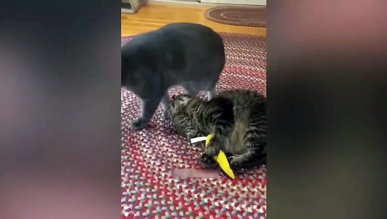 Funniest Animals Video - Best Cats  and Dogs Videos
