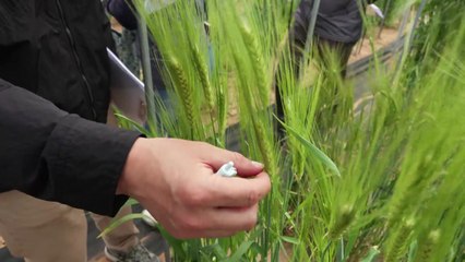 [녹색] 보리 유전자원 현장 평가회 개최..."육종 소재 발굴" / YTN