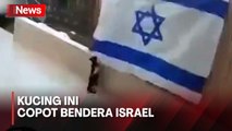 Heboh, Seekor Kucing Copot Bendera Israel