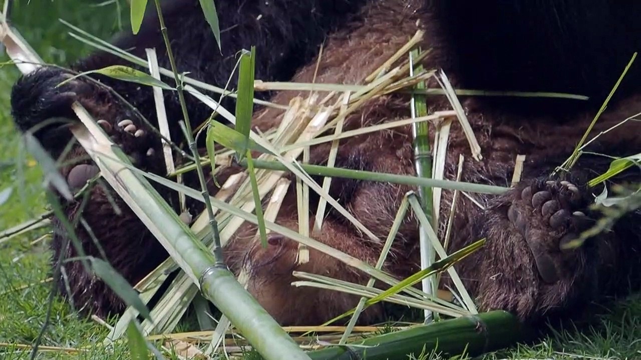 Frankreichs Star-Panda Yuan Meng zieht bald nach China