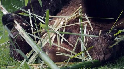 Frankreichs Star-Panda Yuan Meng zieht bald nach China