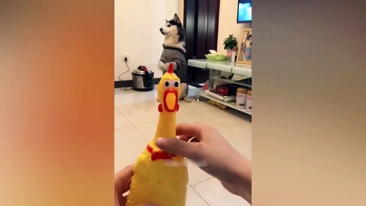 Funniest Animals Video - Best Cats  and Dogs Videos