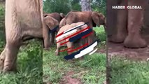 Yavru filin hortumunu kullanmayı öğrenmeye çalıştığı anlar viral oldu