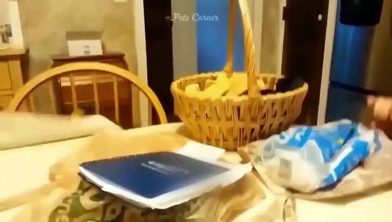 Funniest Animals Video - Best Cats  and Dogs Videos