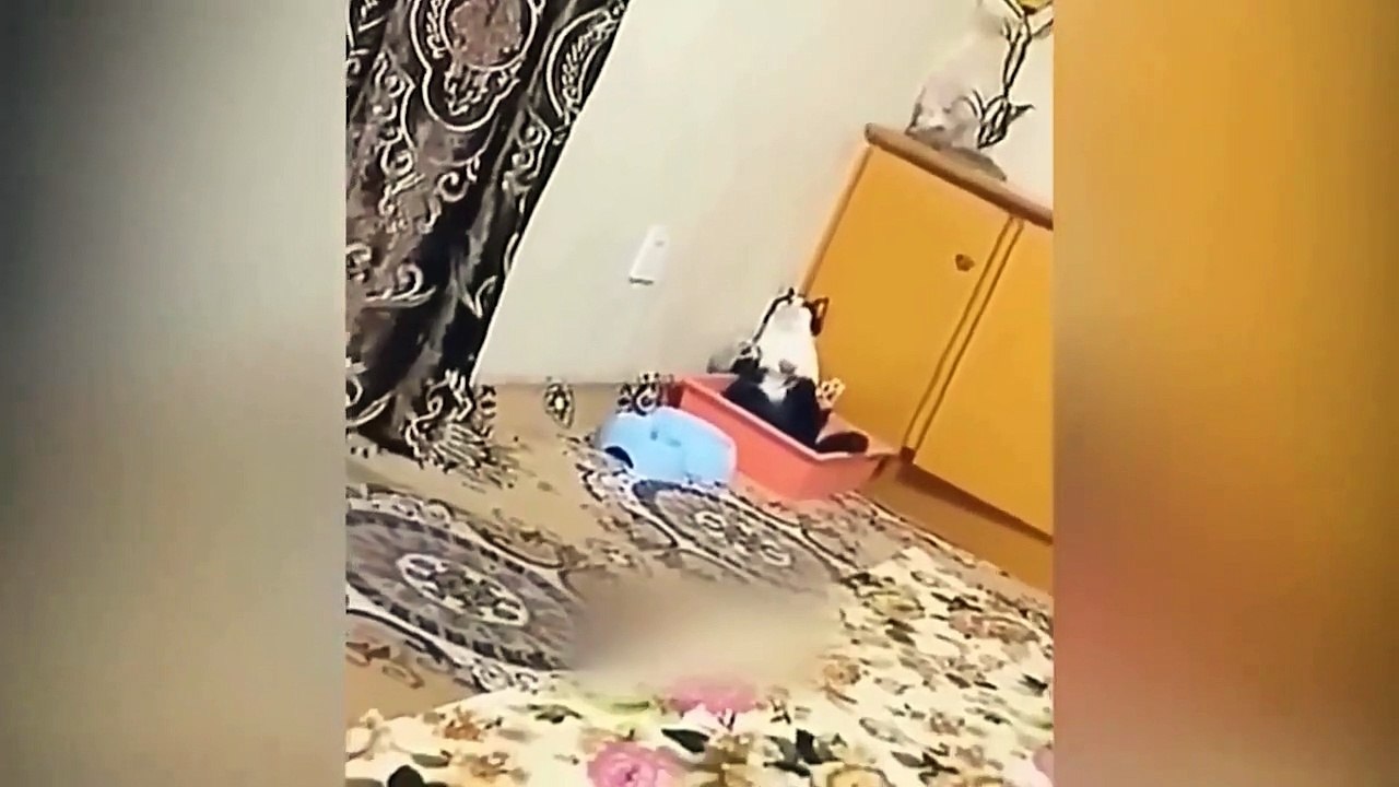 Funniest Animals Video - Best Cats  and Dogs Videos