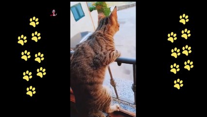 funny cat and mouse chase reaction.The dogster