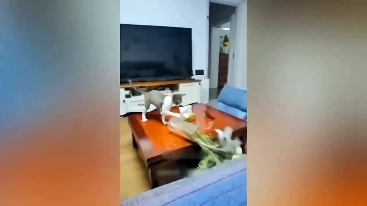 Funniest Animals Video - Best Cats  and Dogs Videos