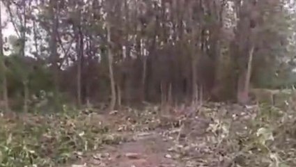 अयोध्या: प्रभागीय वनाधिकारी ने डिप्टी रेंजर व वनरक्षक को किया निलंबित, मांगा स्पष्टीकरण