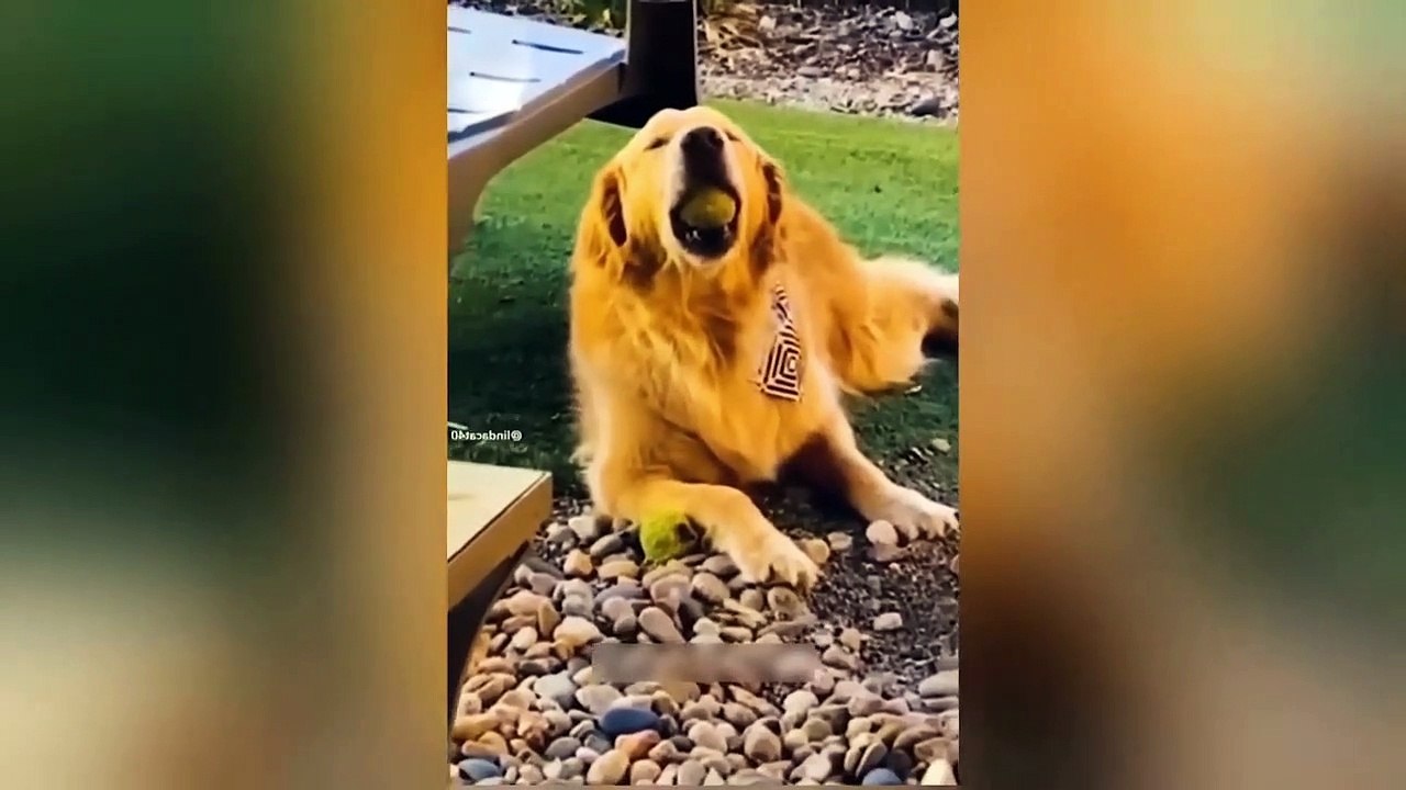 Funniest Animals Video - Best Cats  and Dogs Videos