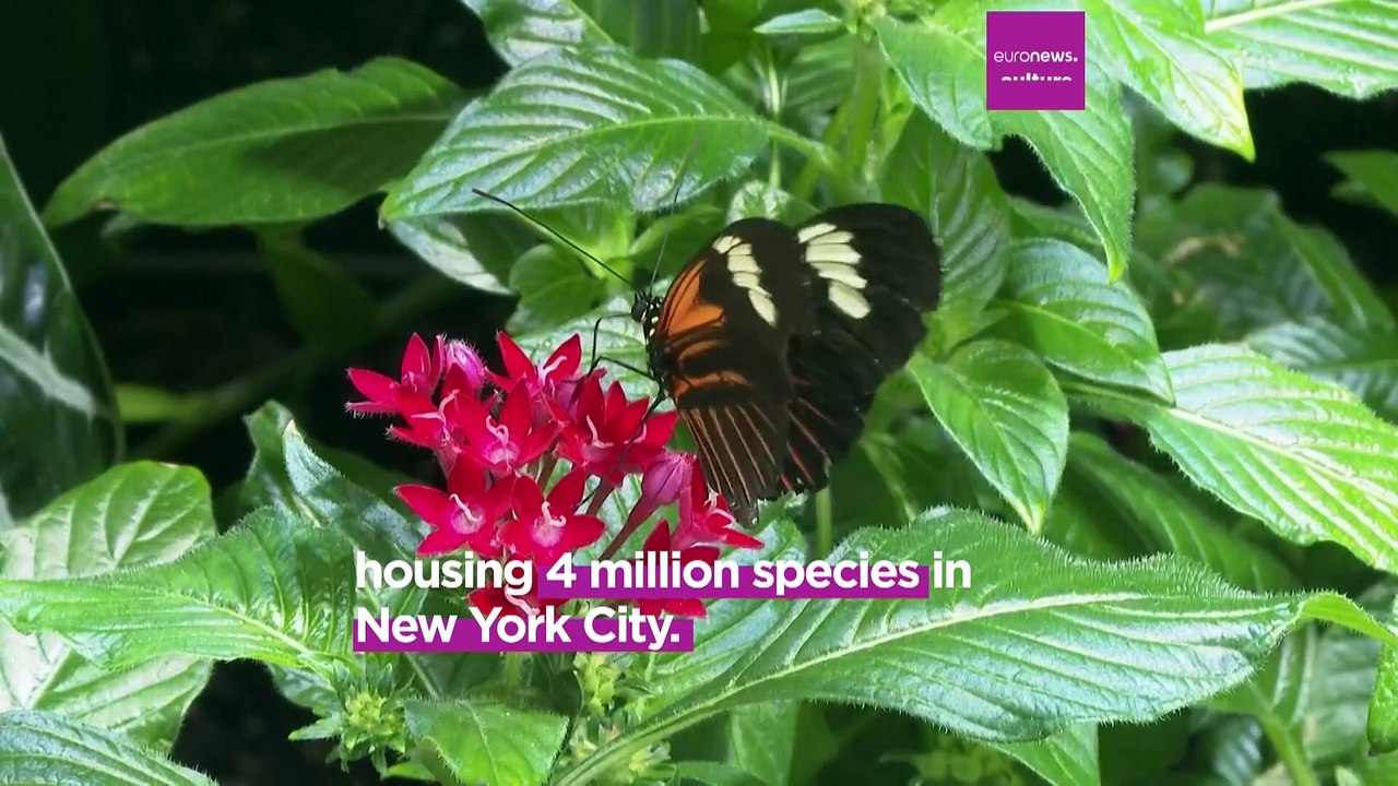 The Richard Gilder Center is the new temple for natural science in New York City