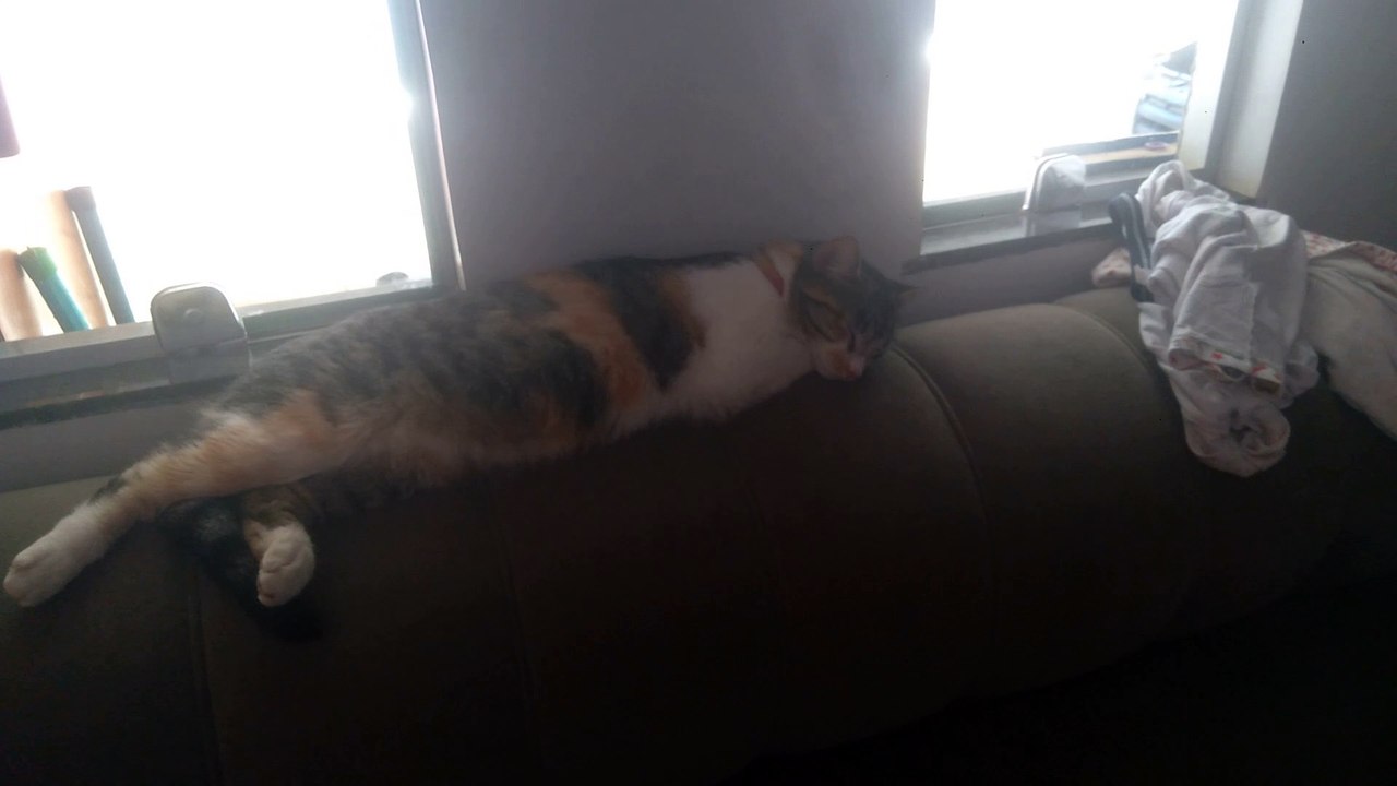 Cantinho do animal