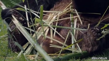 Torna in Cina a luglio Yuan Meng, il primo panda nato in Francia