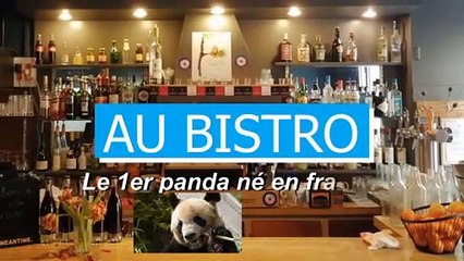 AU BISTRO - 1er naissance d'un panda en France