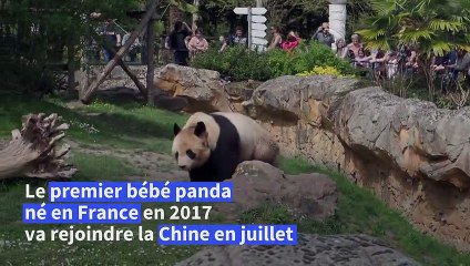 Au revoir Yuan Meng: le premier panda né en France bientôt transféré en Chine