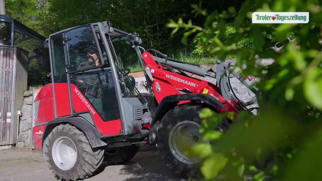 Drei neue Weibchen im Alpenzoo: Über Innsbruck heult wieder der Wolf