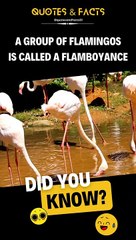 Did You Know? Interesting Fun Facts #shorts