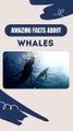 Amazing Facts About Whales - Whale facts for ocean lovers