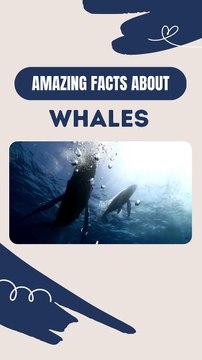 Amazing Facts About Whales - Whale facts for ocean lovers