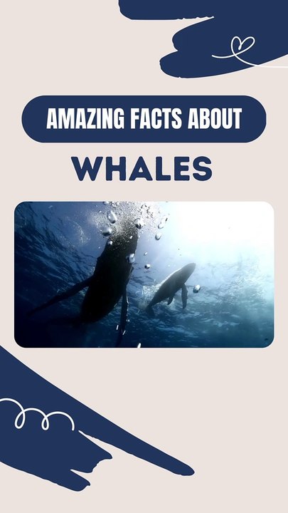 Amazing Facts About Whales - Whale facts for ocean lovers
