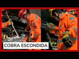 Bombeiros retiram cobra de um metro de motor de carro em MG