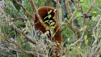 Red Panda Populations Are Being Protected By the Red Panda Network