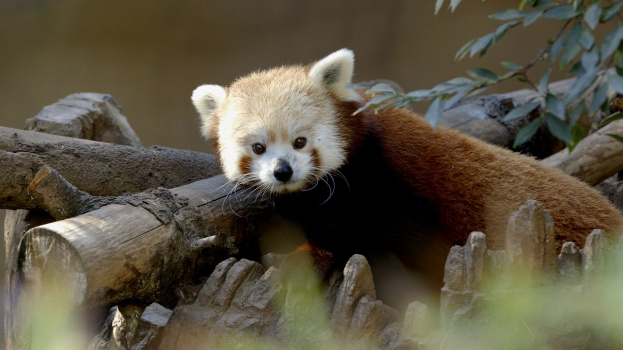 How the Red Panda Network Is Working to Protect Wild Red Pandas