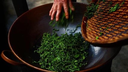 Çin Çayının Hasattan Sofralara Uzanan Hikayesi