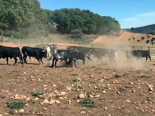 Los toros de San Juan 2023 en Soria se enzarzan