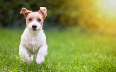 Cómo Mantener A Tu Perro Sano Y En Forma.