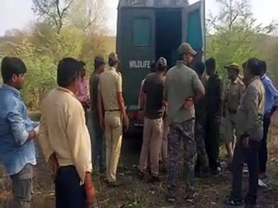 मुकुन्दरा रिजर्व ने एक बाघिन नहीं, 3 शावक भी खो दिए