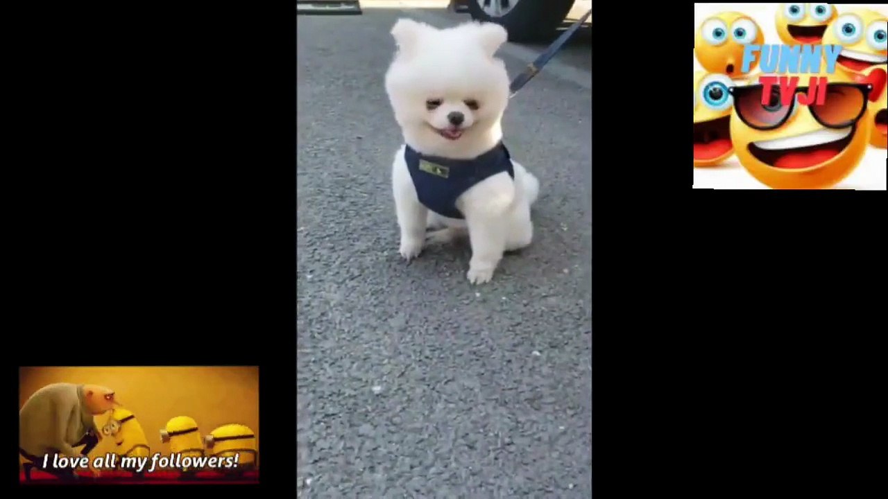 funniest funny 55