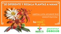 Sé diferente y regala plantas a mamá