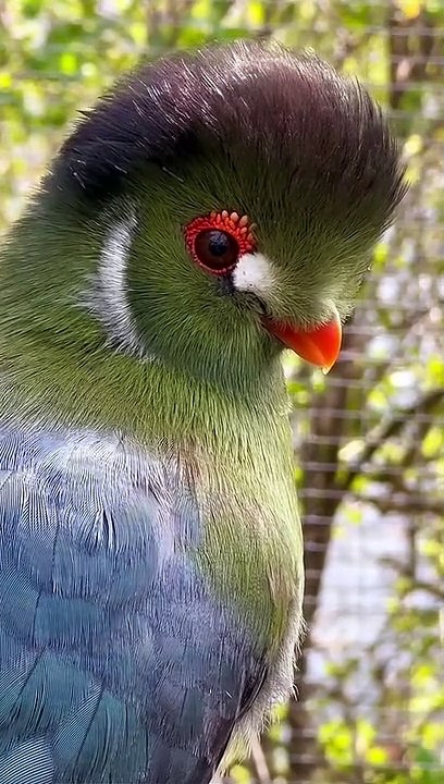 Birds video